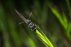 Phymatodes obliquus