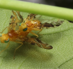 Strauzia longipennis