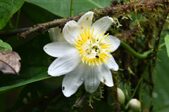 Passiflora tica image