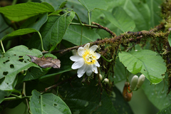 Passiflora tica