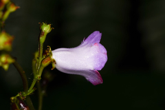 Monopyle maxonii