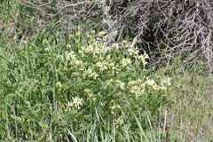 Astragalus adanus