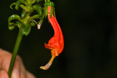 Centropogon granulosus