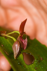 Pleurothallis cardiothallis