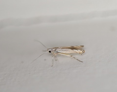 Thiotricha atractodes