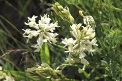 Astragalus adanus