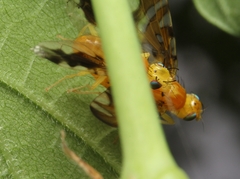 Strauzia longipennis