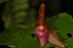 Pleurothallis cardiothallis