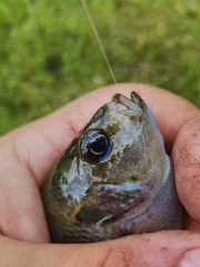 Lepomis miniatus