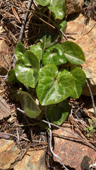 Asarum marmoratum