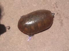 Kinosternon herrerai