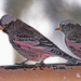Black Rosy-Finch - Photo (c) Jerry Oldenettel, some rights reserved (CC BY-NC-SA)