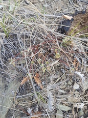 Potentilla leucophylla
