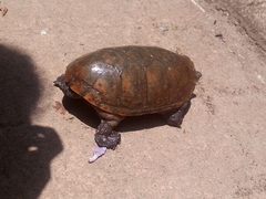 Kinosternon herrerai