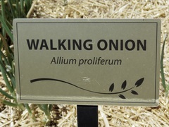 Allium proliferum