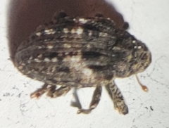 Cryptorhynchus fuscatus