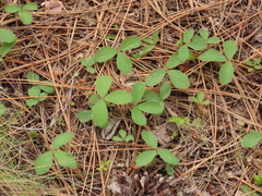 Fragaria virginiana platypetala