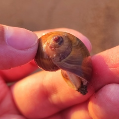 Cryptonatica janthostoma