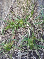 Persicaria angustifolia