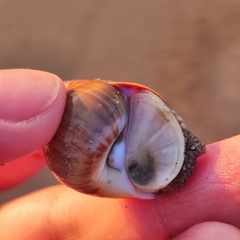 Cryptonatica janthostoma