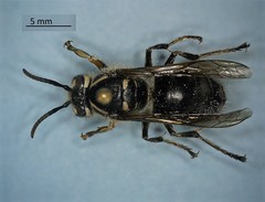 Dolichovespula maculata