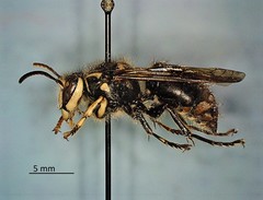 Dolichovespula maculata