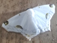 Sericoptera mahometaria
