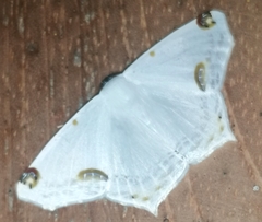 Sericoptera mahometaria