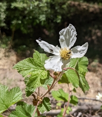 Rubus neomexicanus