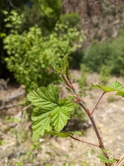 Rubus neomexicanus