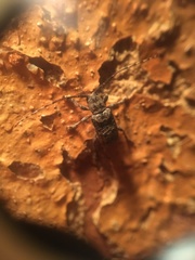 Ecyrus