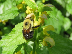 Bombus