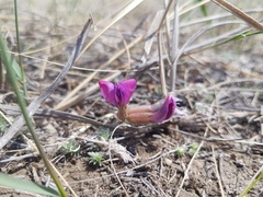 Oxytropis leptophylla
