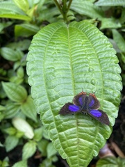 Heliophorus epicles