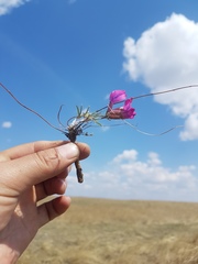 Oxytropis leptophylla