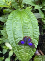 Heliophorus epicles