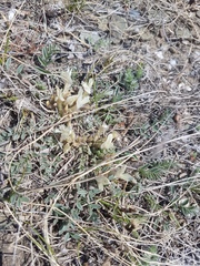 Astragalus scaberrimus