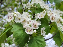 Crataegus flabellata
