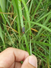 Pyrocoelia formosana