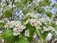 Crataegus flabellata