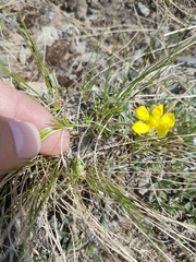 Potentilla verticillaris