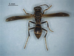 Polistes fuscatus