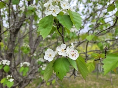 Crataegus flabellata