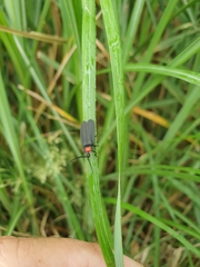 Pyrocoelia formosana