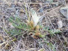 Astragalus scaberrimus