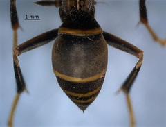 Polistes fuscatus