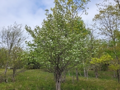 Crataegus flabellata