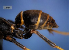 Polistes fuscatus