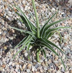 Frasera albomarginata