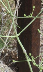 Frasera albomarginata